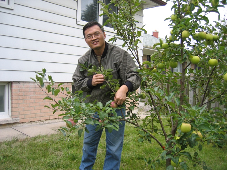 4in1 apple tree.JPG